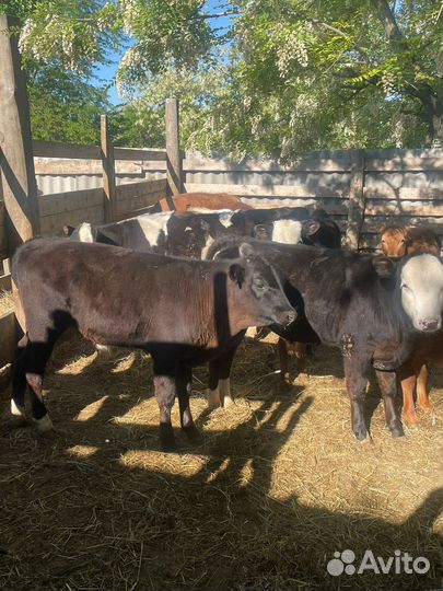 Быки от 4 до 8 месяцев