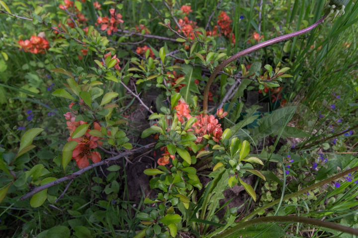 Участок 5,4 сот. (СНТ, ДНП)