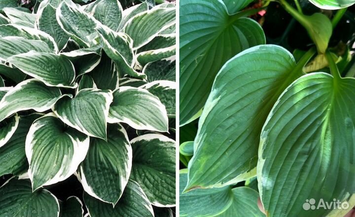 Хосты, разные сорта