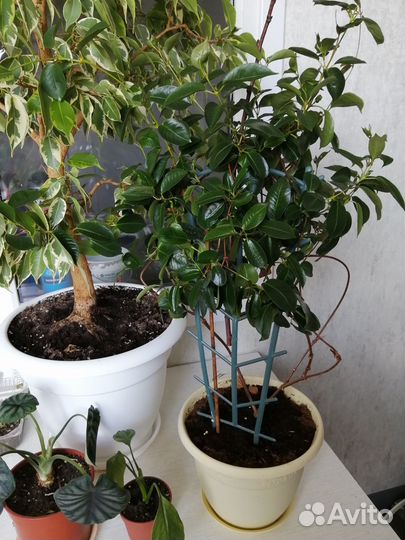 Фикус бенджамина, дипладения