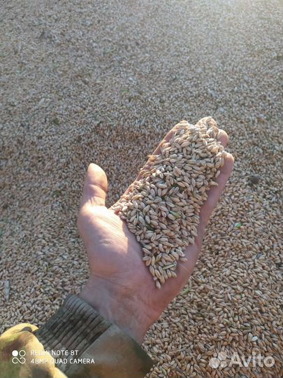 Комбикорм драблеека