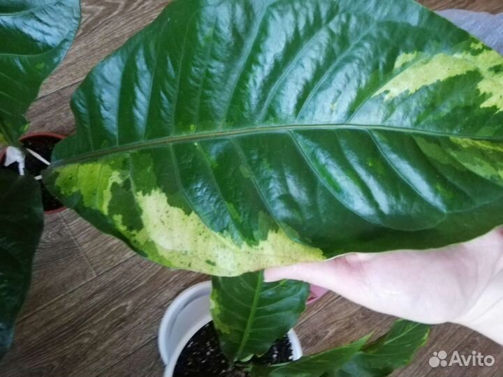 Декоративно-лиственные антуриумы