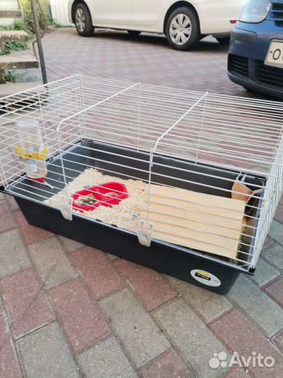 Морская свинка