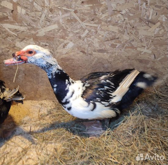 Индоутка мускусная утка