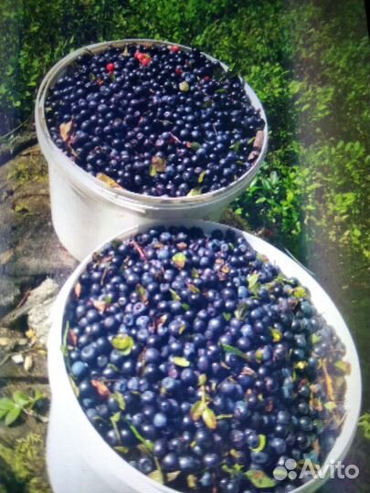 Черника свежая