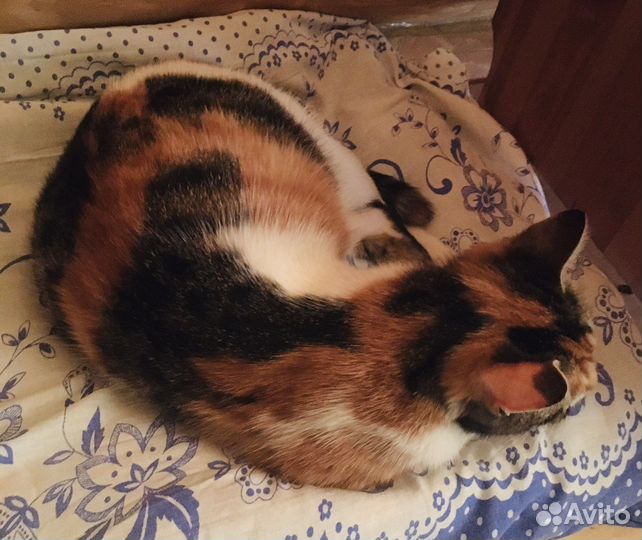 Два прекрасных котенка в добрые,заботливые руки