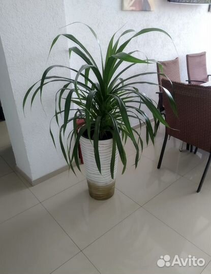 Комнатный цветок панданус