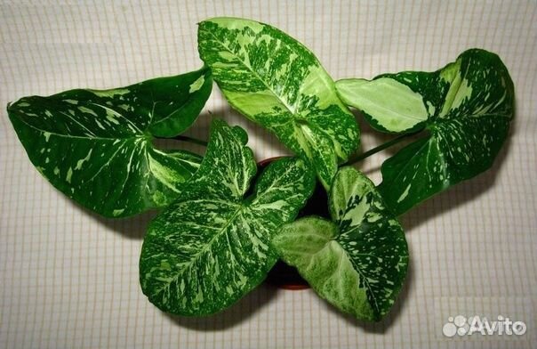 Сингониумы, эпипремнумы, филодендроны