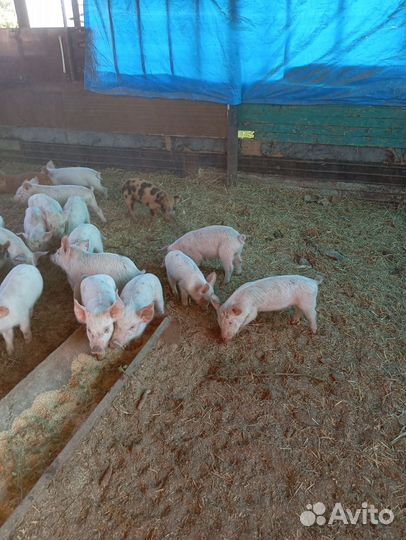 Поросята