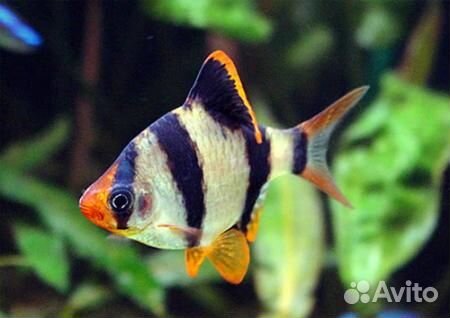 Барбусы суматранские