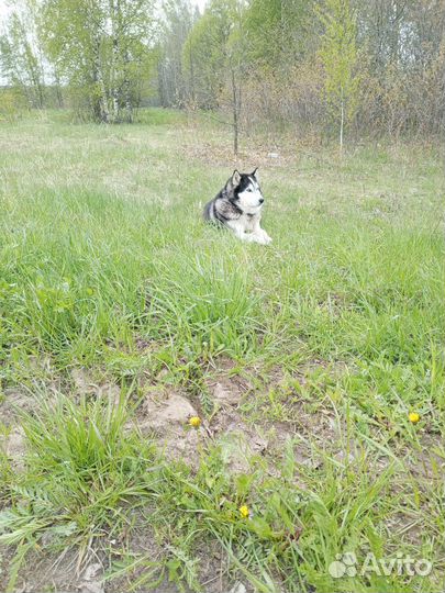 Собака хаски найден