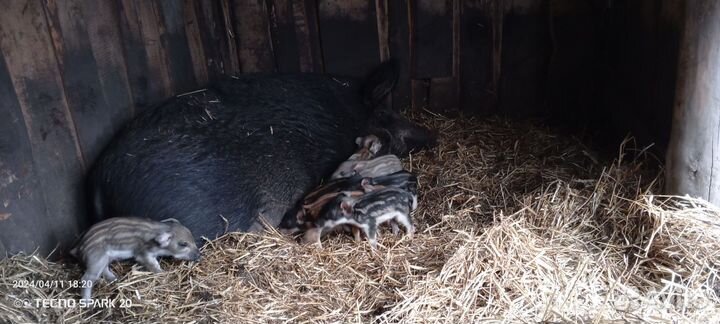 Поросята венгерской мангалицы