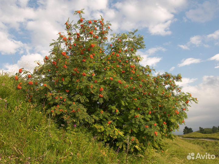 Рябина кустовая 3 м