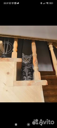 Британский кот