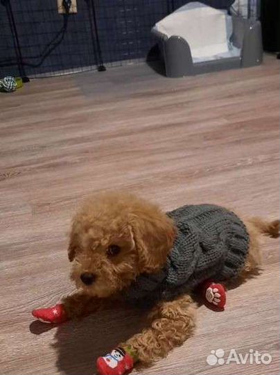 Одежда для собак свитер xs(s) 22 с