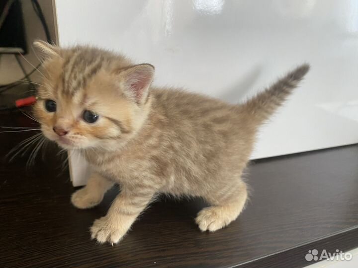 Шотландская