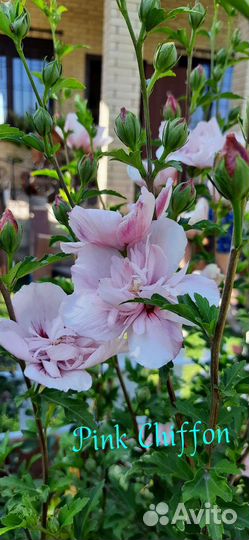 Саженцы. Гибискус сирийский древовидный