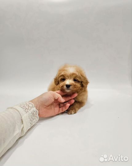 Maltipoo f1 яркий малыш, стандарт