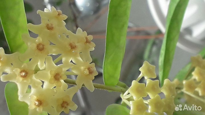 Растения, Хойя