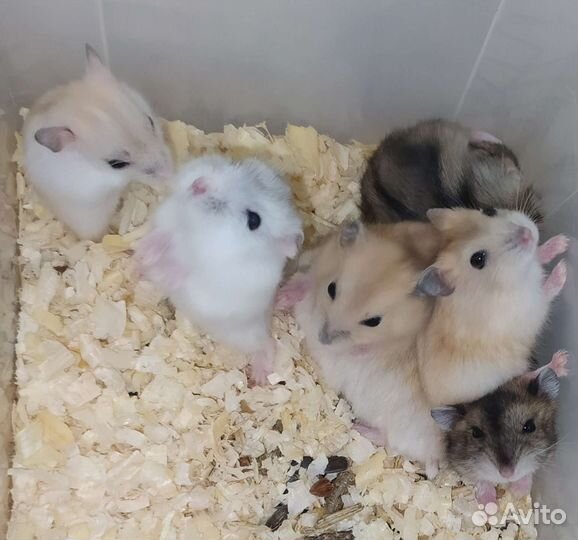 Джунгарские хомяки