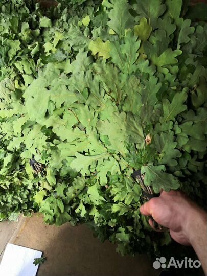 Веники для бани дубовые, липовые, берёзовые