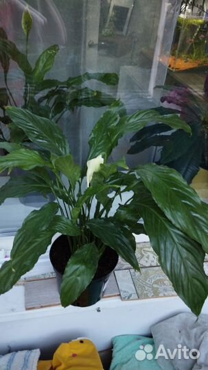 Спатифиллум