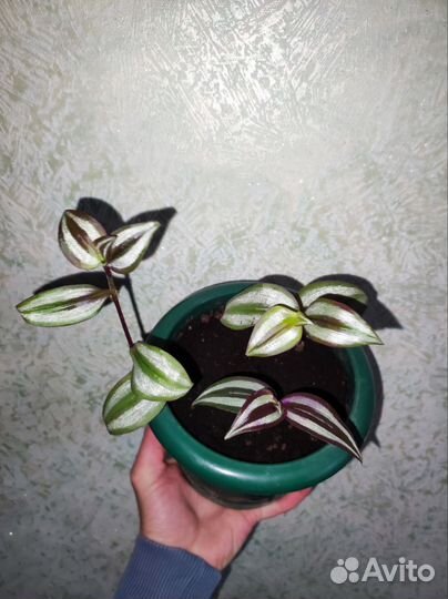 Традесканция зебрина