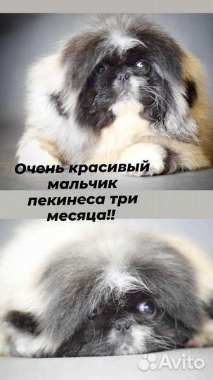 Щенки пекинеса три месяца
