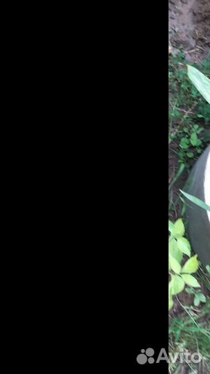 Чубушник(жасмин)