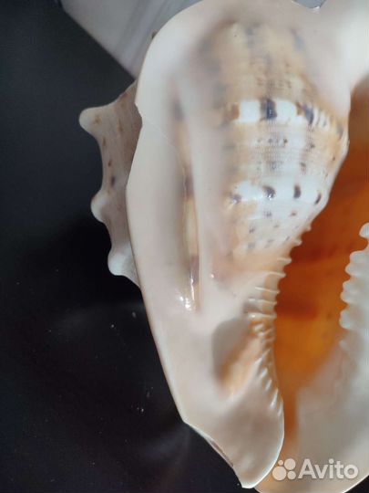 Ракушка для декора