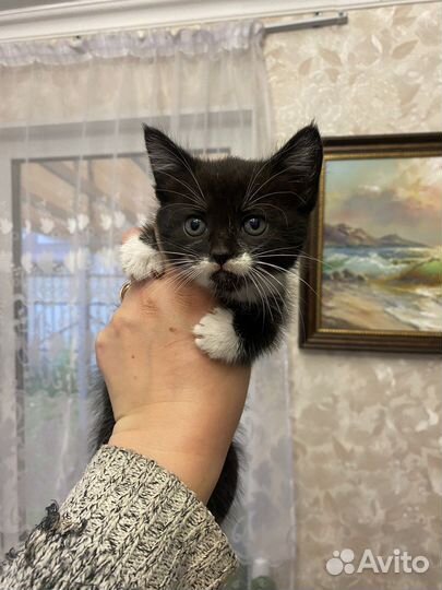 Котенок котята