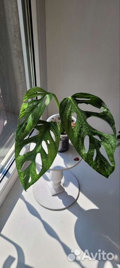 Монстера манки