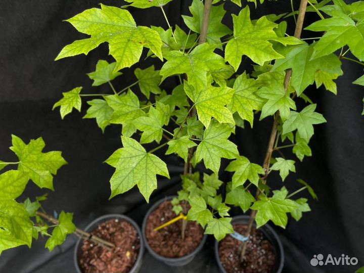 Ликвидамбар