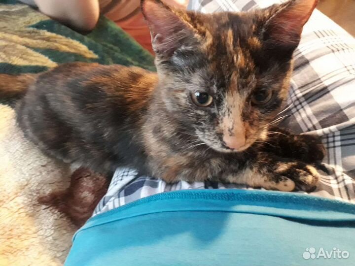 Котята(девочки) очень ищут дом. Москва(Одинцово)