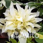 Хоста Белое перо, Вероника горечавковая