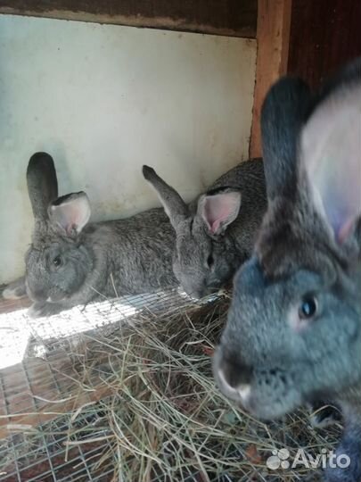 Кролики мясных пород