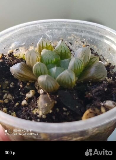 Хавортии, Кактусы, суккуленты