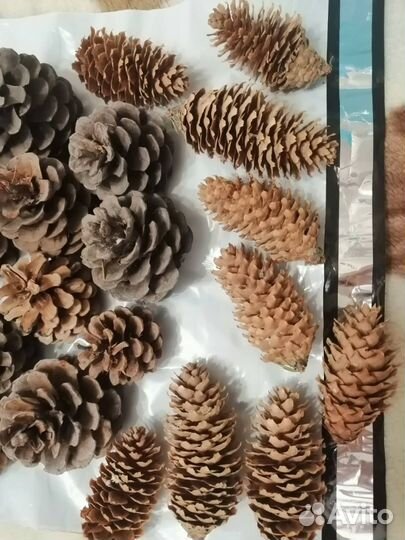 Шишки для декора