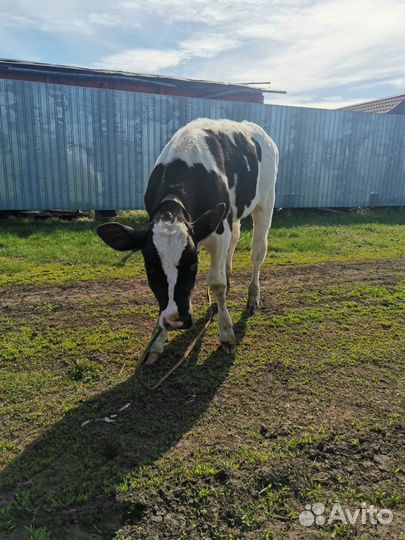 Продам телочку