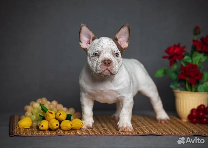 Булли Мини Пипини