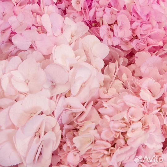 Гортензия / Букеты / Доставка цветов