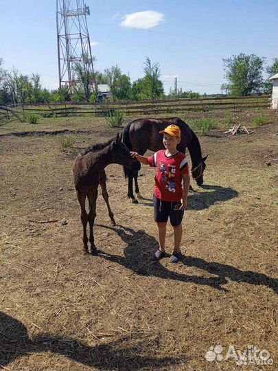 Постой лошадей