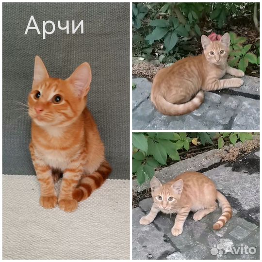 Котята в добрые руки приучены к лотку