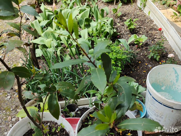 Саженцы лаврового листа