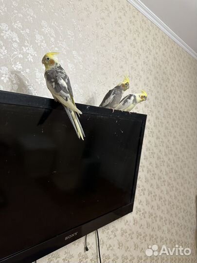 Попугай корелла