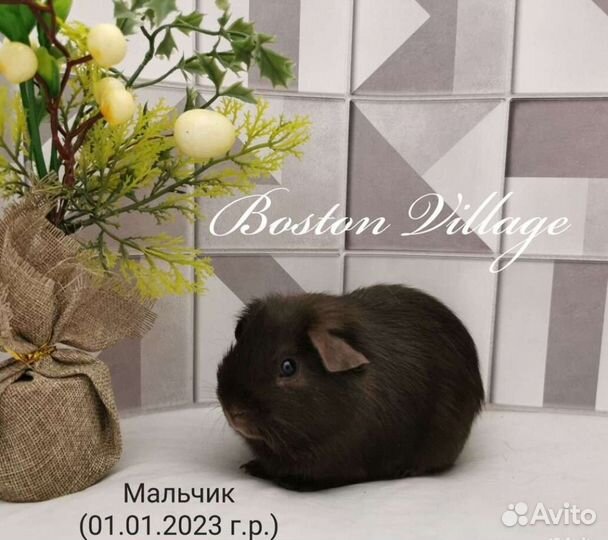 Морская свинка мальчик