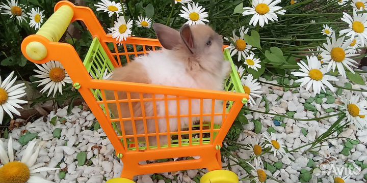 Супер мини карлики