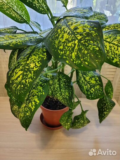 Диффенбахия