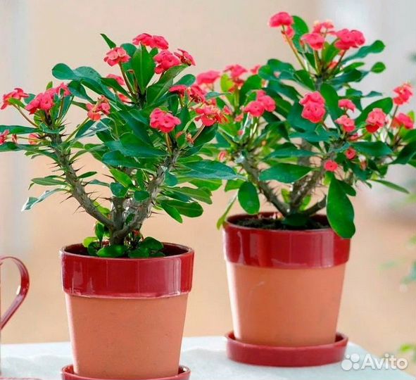 Отростки домашних цветов