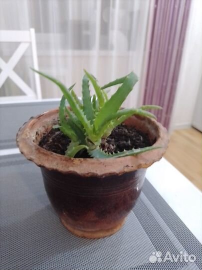 Продам цветок столетник